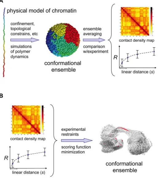 Figure 3. Two computational approaches for determining the 3D structure of genomic domains and genomes