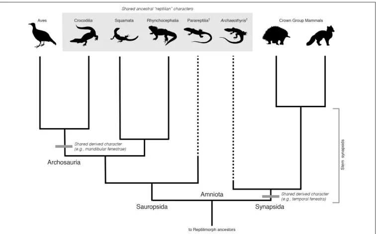 FIGURE 1 | Phylogeny of selected major groups of amniotes. Selected synapomorphies are indicated by gray bars