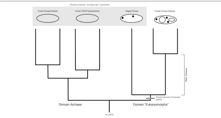 FIGURE 2 | Hypothetical rooted archaeal tree including Asgard and eukaryotes, consistent with a “3-Domain” topology