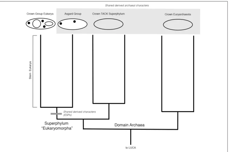 FIGURE 3 | Hypothetical rooted archaeal tree including Asgard and eukaryotes, consistent with a “2-Domain” topology