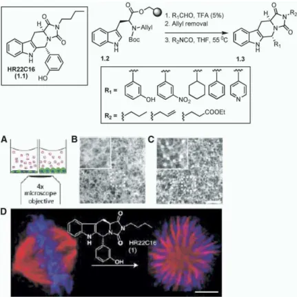 Figure 1. Kapoor and Coworkers’ Solid- Solid-Phase Synthesis of HR22C16 Analogs that Utilized a Stereocontrolled Pictet-Spengler Approach