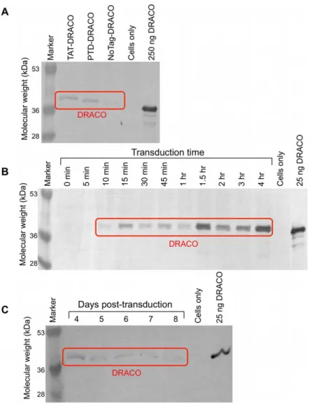 Figure 2. DRACOs penetrated cells and persisted for days. (A) DRACOs with PTD or TAT tags entered H1-HeLa cells more readily than DRACO without a transduction tag