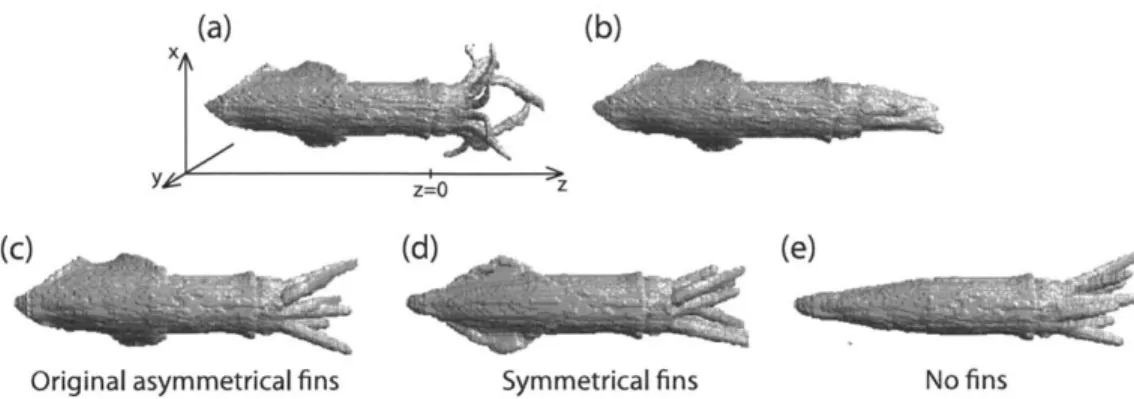 Figure  2-3:  Various  squid  shapes  used  in  this  study:  (a)  the  arms-splayed  and  (b) arms-folded  squid  shape  without  modification  of  the  fins  or  randomization  of  the arms