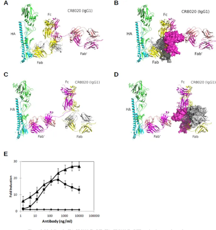 Figure 2. Modeling the HA-CR8020-FcγRIIa/HA-CR8020-FcγRIIIa activation complex and  measurement of cell killing by anti-influenza antibodies