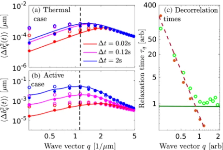 FIG. 2. (a) Thermal θ -mode fluctuations hΔb 2 q ðΔtÞi vs wave vector q for different lag times Δ 