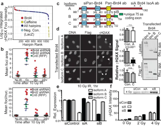 Figure 1. Brd4 isoform B suppresses H2AX phosphorylation after ionizing radiation