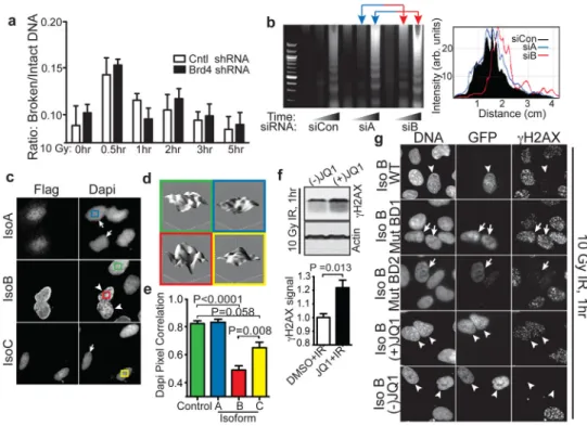 Figure 2. Brd4 isoform B limits H2AX phosphorylation via bromodomain-acetyl lysine mediated effects on chromatin structure