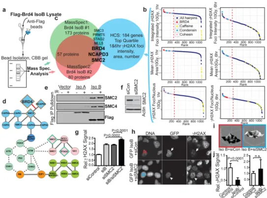 Figure 3. Brd4 isoform B interaction with the condensin complex affects H2AX phosphorylation a, Mass spectrometry identification of co-immunoprecipitated proteins from FLAG-tagged Brd4 isoform B-expressing cells