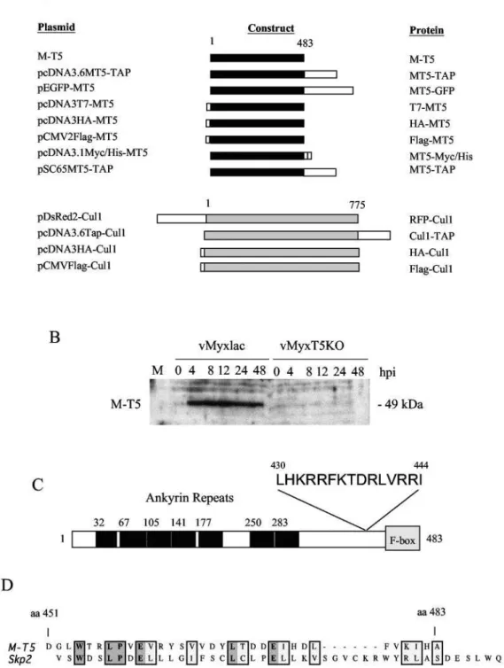 FIG. 1. Properties of M-T5 and summary of the M-T5 and cul-1 constructs employed in this study