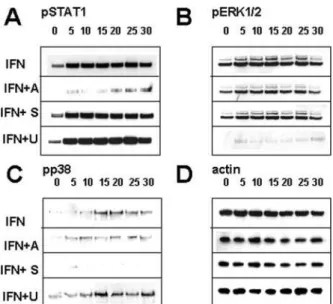 Fig. 3. Western blot analysis of STAT1 and MAPK activation after IFN␥