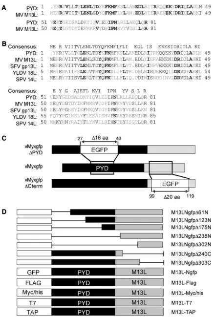 Figure 1. Bioinformatic Analyses and Manip- Manip-ulation of the M13L ORF