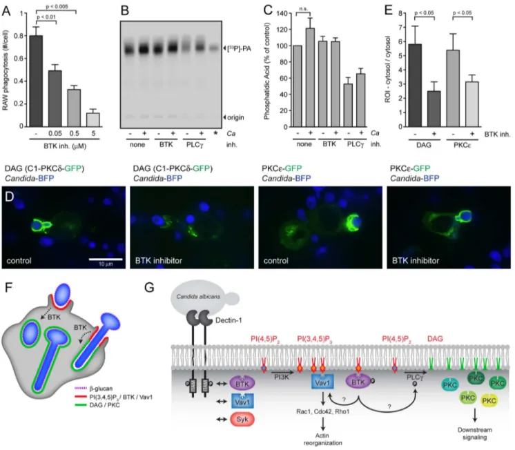 Figure 7. BTK is involved in DAG production at the phagocytic cup. (A): RAW-Dectin1 macrophages were pre-incubated with the indicated concentrations of BTK inhibitor PCI-32765 followed by coincubation with Candida-BFP (MOI 10) for 1 hour