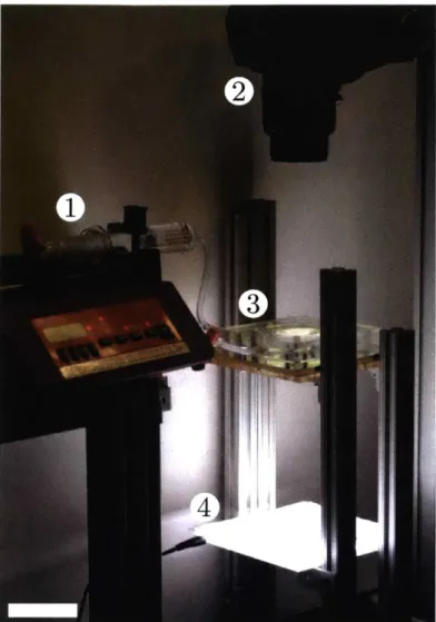 Figure  2-3:  (a)  Photograph  of the experimental  apparatus used  to  capture  the  pattern formation,  including:  (1)  syringe  pump,  (2)  camera,  (3)  bilayer  specimen,  (4)  light source