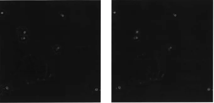 Figure  7:  Output  of  the  CellProfiler  segmentation  algorithm  run  with  the  bright  field  (left) and  ConA  (right)  images  as  input  superimposed  on  the  original  bright  field  image.