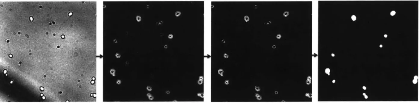Figure  9:  Yeast-specific  cell  detection  algorithm  to  detect  cells.  A  threshold  value  #  was chosen  manually  for  this  set  of  images