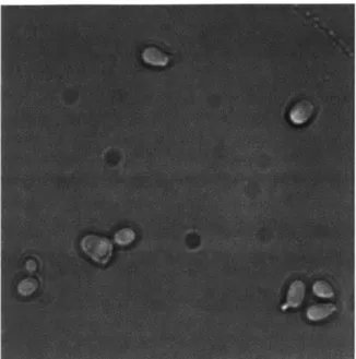Figure  1:  Bright  field  image  of  budding  yeast  cells