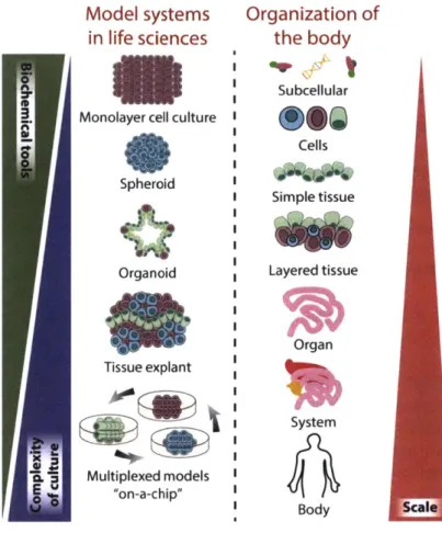 Figure  2.1:  Model  systems  in the  life sciences