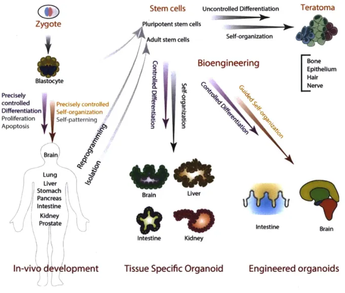 Figure 2.2:  Organoid development