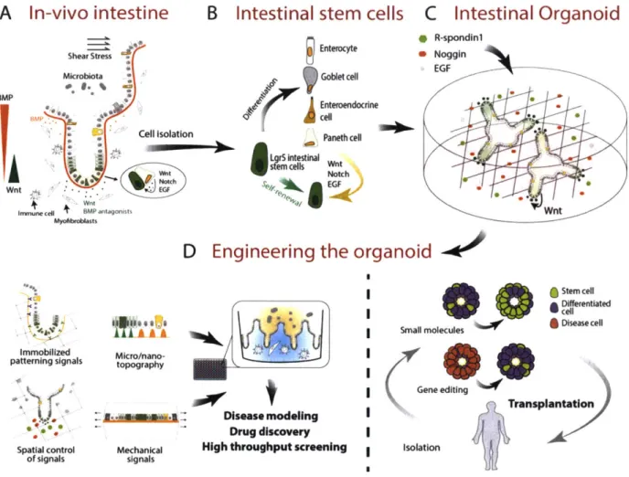 Figure  2.3: Intestinal organoids