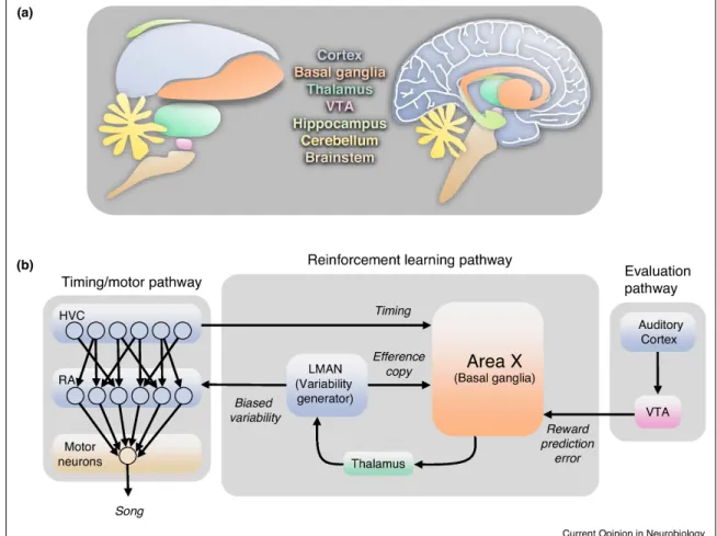 Figure 1-1: Reinforcement learning of sequential behavior, implemented by the song- song-bird brain