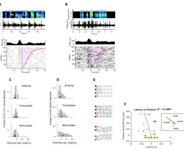 Figure 3-4: Distributions of burst latencies relative to syllable onset at different stages of vocal development