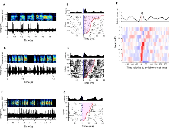 Figure 3-6: When juvenile birds listen to tutor song, neurons in NIf burst at tutor syllable onsets