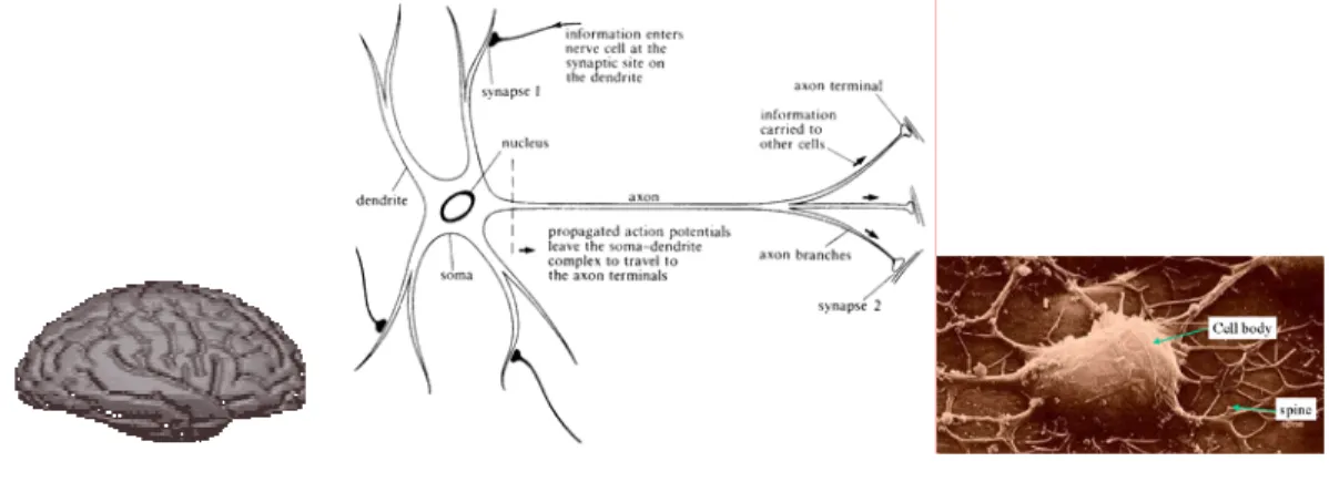 Figure 5: Brain memorizes by means of adjusting inter-neural synaptic connections, which is for- for-malized as  computing weights Cij based on the current stimulus V and the current memory content C