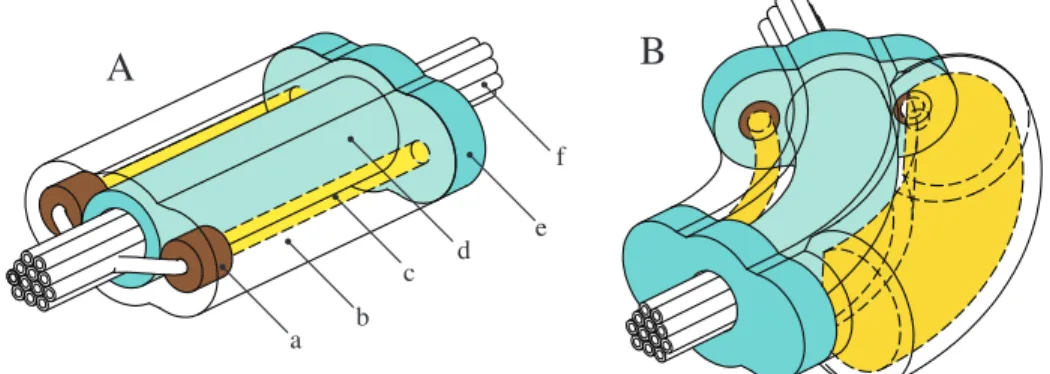 Figure 3-4: A conceptual representation of the cylindrical segment morphology: The segment consists of a soft silicone rubber outer layer (b, transparent ), a slightly stiffer silicone inner layer (d, turquoise ), crush resistant silicone inlets (a, brown)
