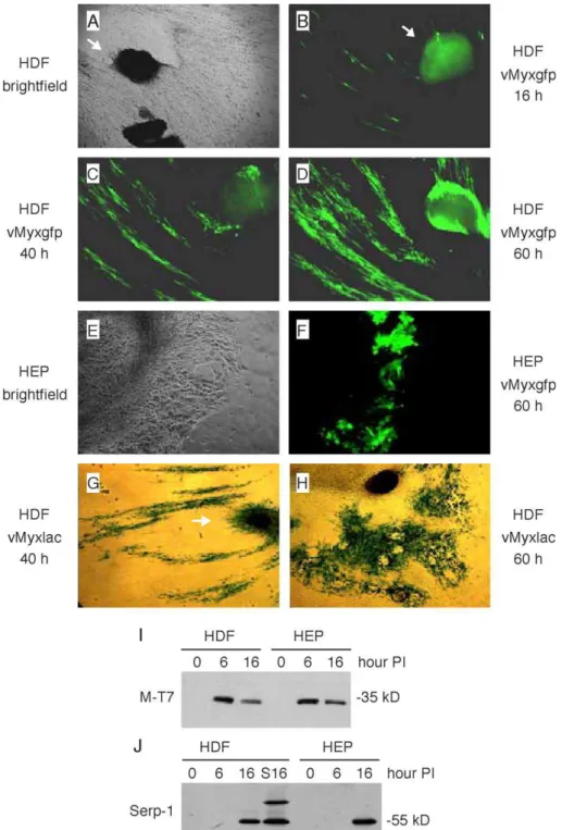 Fig. 1. MV infection of primary HDF. Three-week-old HDF and HEP explant cultures were infected with MV at MOI = 1 and assessed for viral replication and viral gene expression at various times PI