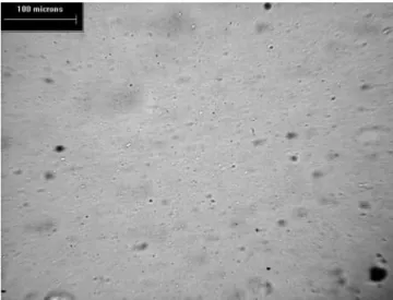 Figure 15. Blend of PP with 10 wt % of Epolene-43 in polarized light at T ) 190 °C. The blend was prepared in a microextruder at T ) 180 °C with N ) 100 rpm and then transferred to hot stage microscope