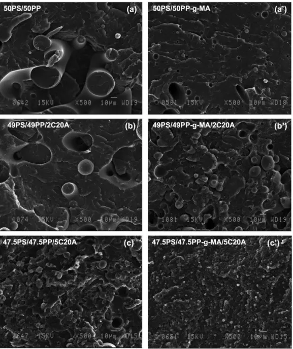 Fig. 2. SEM images of fracture surfaces of unmodified and C20A modified (50/50) PS/PP and PS/PP-g-MA blends.