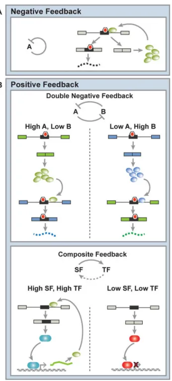 Figure 1. Common motifs in splicing networks