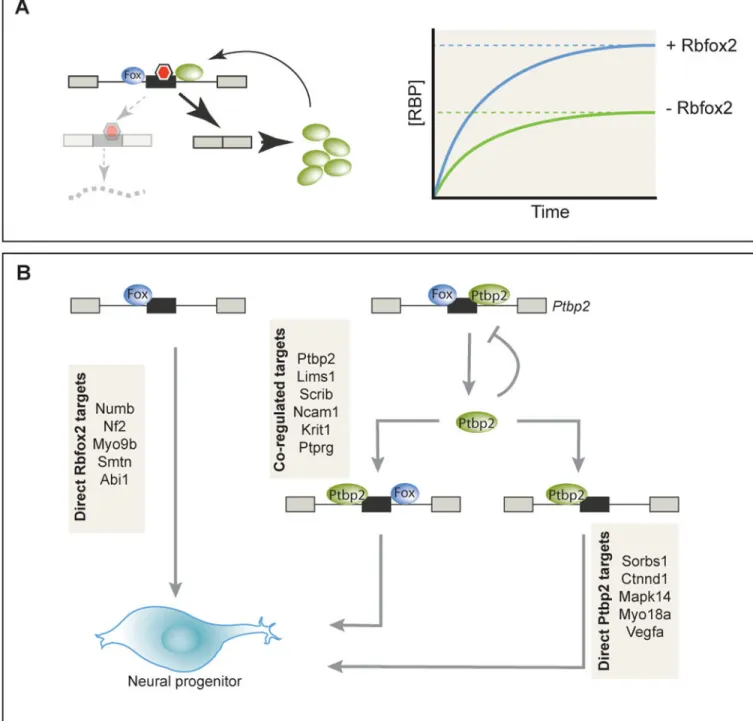 Figure 2. RNA binding protein cross-regulation in splicing networks