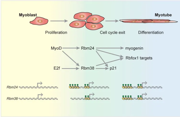Figure 4. Master splicing factors in myogenesis