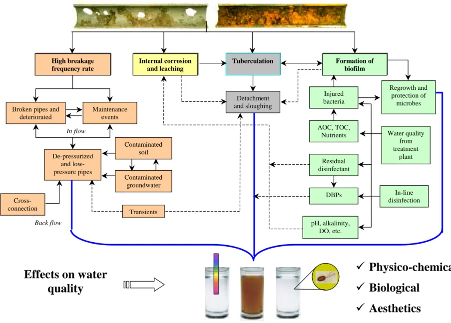 Fig. 1  Conceptual map of causes of water quality failure in water mains. Effects on water quality  !  Physico-chemical ! Biological  ! Aesthetics Back flow Cross-connection In flow High breakage frequency rate Internal corrosion and leaching 