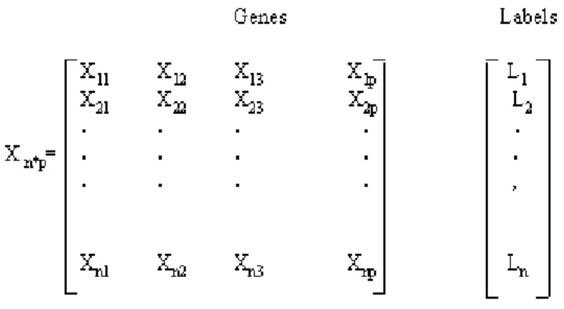 Fig. 4. Structure of gene expression data (Labels = Patient classes (i.e. AD=1 or Control=2)).