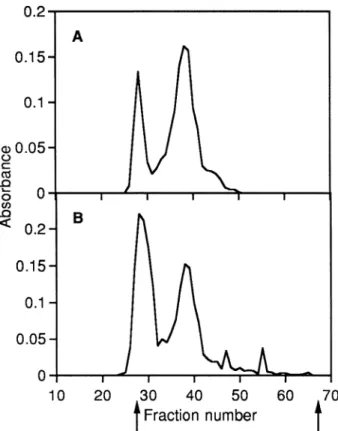 Fig. 3 Chromatography of papain digests from the inner (A)  and outer (B) tissues on Sephacryl S-300