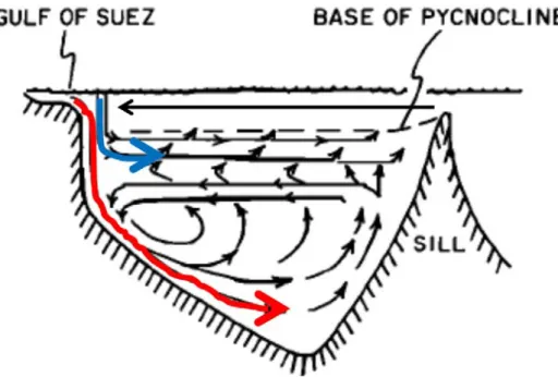 Figure 1.7: Schematic of general circulation in the Red Sea, according to Cember (1988, his Fig
