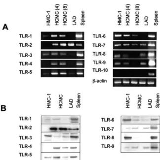 FIG 2. TLR expression in HMC-1, HCMC (at 4 weeks and 8 weeks of culture), and LAD cells determined by RT-PCR (A) and Western blot analysis (B)