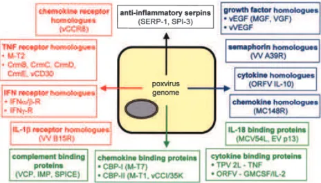 Fig. 1. Virokines and viroceptors produced by  poxvirus-infected cells. Indicated are select  poxvirus viromimetics representing cytokine  receptor homologues (red), cytokine and  com-plement binding proteins (green), viral  homo-logues of immune molecules