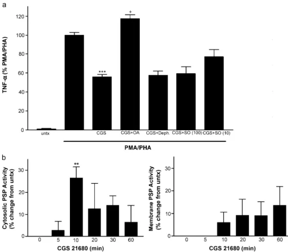 Fig. 4. Adenosine A 2A receptor activation increases cytosolic serine/threonine phosphatase activity