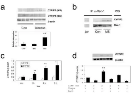 Fig. 2. CYFIP2 protein is increased in CD4 + cells from MS patients but not IBD or healthy controls