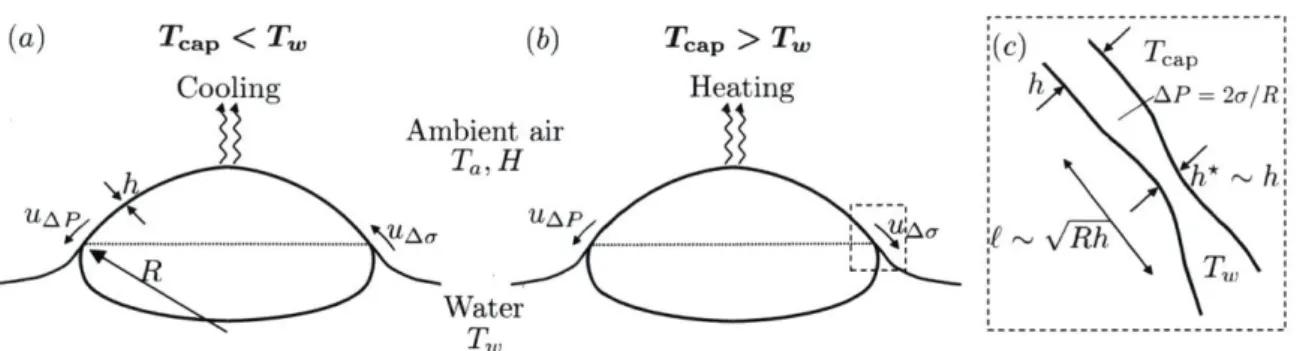 Figure  2-8:  Surface  bubbles with  (a)  water  temperature  T, higher  than the ambient air  temperature  Ta  (Tw  &gt;  Ta)  and  (b)  Tw  &lt;  Ta