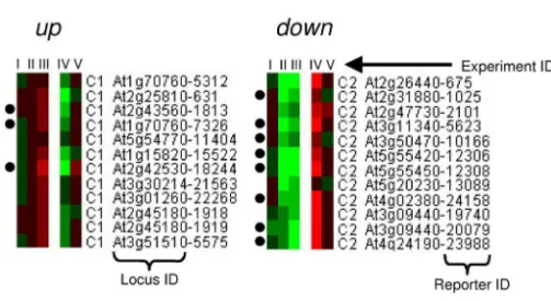 Fig. 8. Expression proﬁle of genes in up and down cluster. Red indicates up-regulation