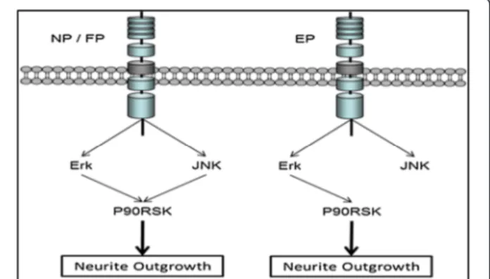 Figure 8 A schematic illustration of the different pathways used by the three different synergistic systems, NGF-PACAP (NP), FGFb-PACAP (FP), and EGF-PACAP (EP).