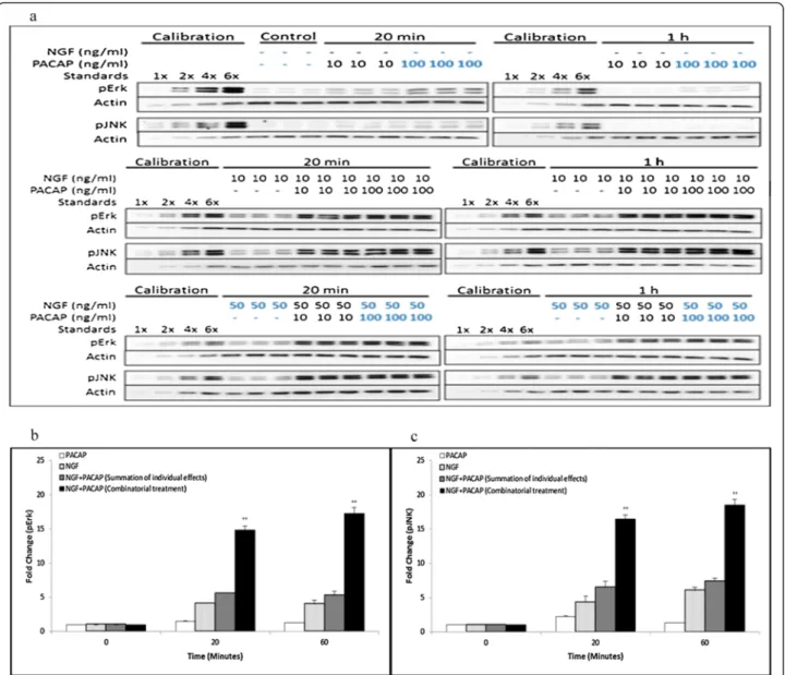 Figure 2 Synergistic and sustained phosphorylation of Erk and JNK upon combinatorial NGF and PACAP treatment