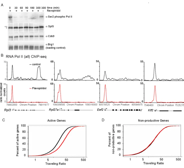 Figure 2. P-TEFb inhibition prevents release of promoter proximal Pol II