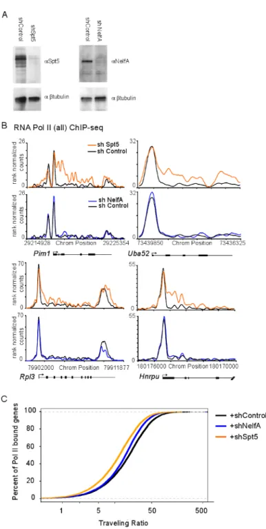 Figure 4. DSIF knockdown alters Pol II occupancy at many genes