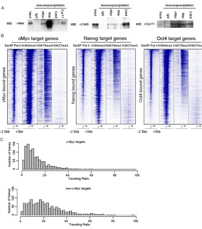 Figure 5. c-Myc target genes are enriched in actively transcribed genes and c-Myc/Max associates with P-TEFb in mES cells