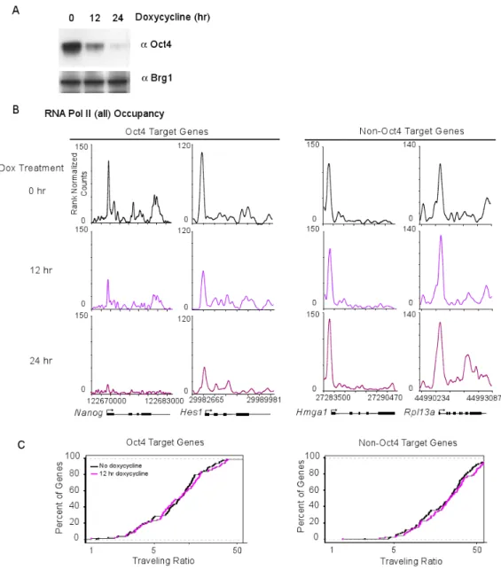Figure 7. Oct4 shutdown reduces Pol II initiation at Oct4-dependent genes